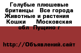 Голубые плюшевые британцы - Все города Животные и растения » Кошки   . Московская обл.,Пущино г.